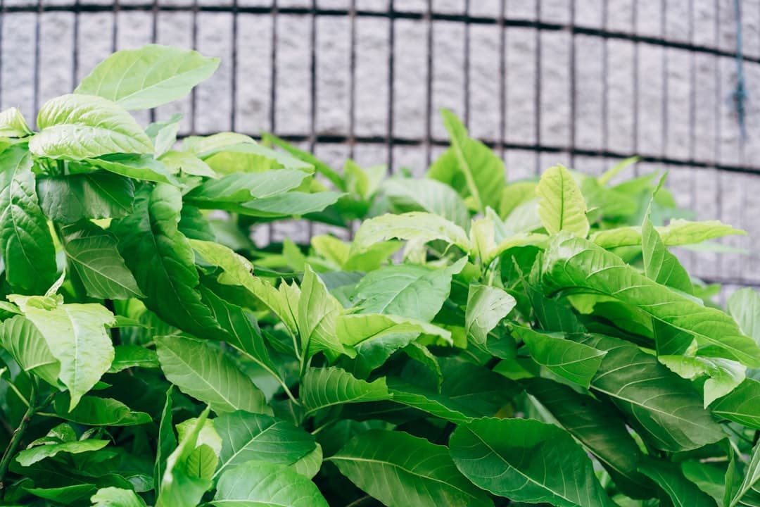 Curry Leaves