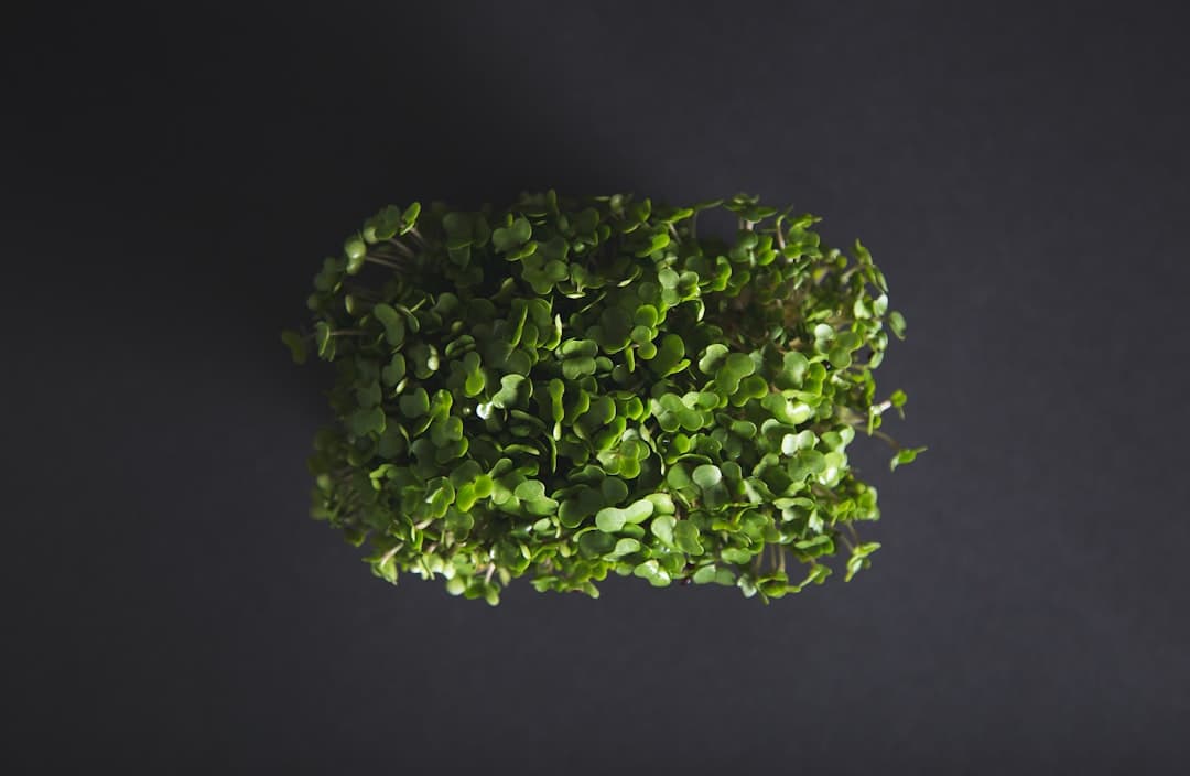Fenugreek Sprouts