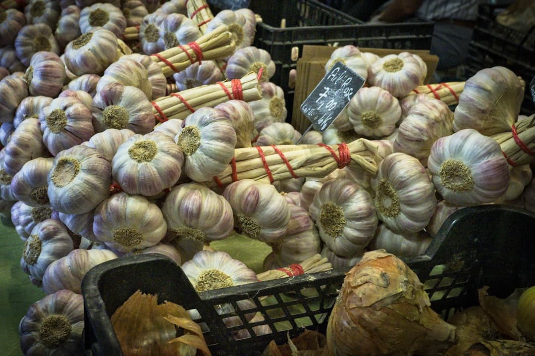 Garlic