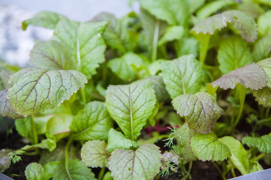 Mustard Microgreens