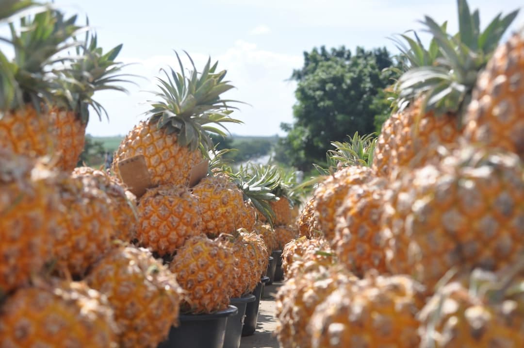 Pineapple